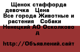 Щенок стаффорда девочка › Цена ­ 20 000 - Все города Животные и растения » Собаки   . Ненецкий АО,Осколково д.